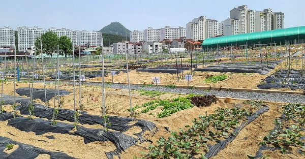 7도시농업 공영텃밭(운영사진) (1).jpg