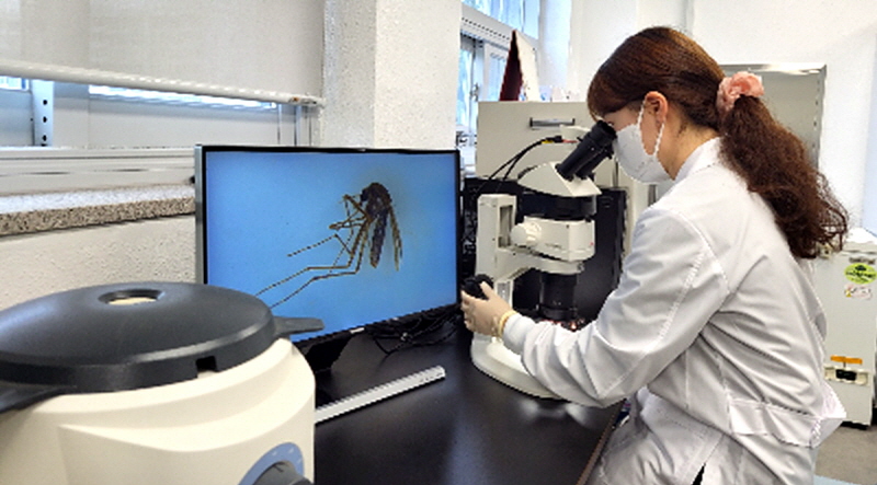 대구보건환경연구원, 모기 주의! 일본뇌염 바이러스 검출