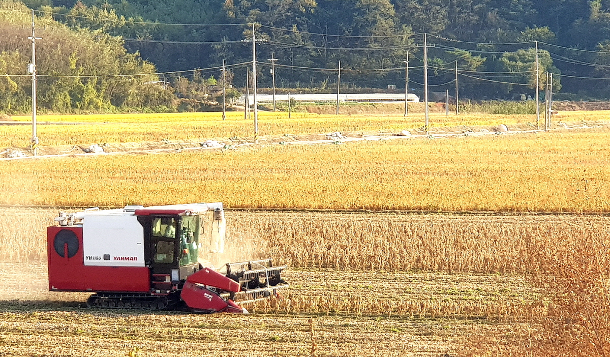 경북 농업대전환 결실 맺는다! ‘공동영농 이모작 콩 첫 수확’