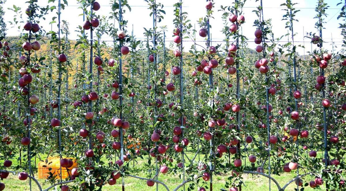사과‘다축재배’농작물 재해보험 가입 서두르세요!