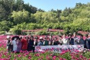 영천시, 제6회 작약꽃 나들이... 5월 10일부터 19일까지 10일간 개최