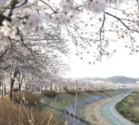 영주 벚꽃 성지(서천 뚝방길·원당천) 주말 벚꽃비 내린다